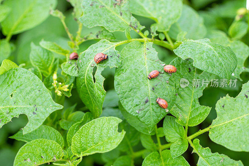 科罗拉多马铃薯甲虫幼虫(Leptinotarsa decemlineata)